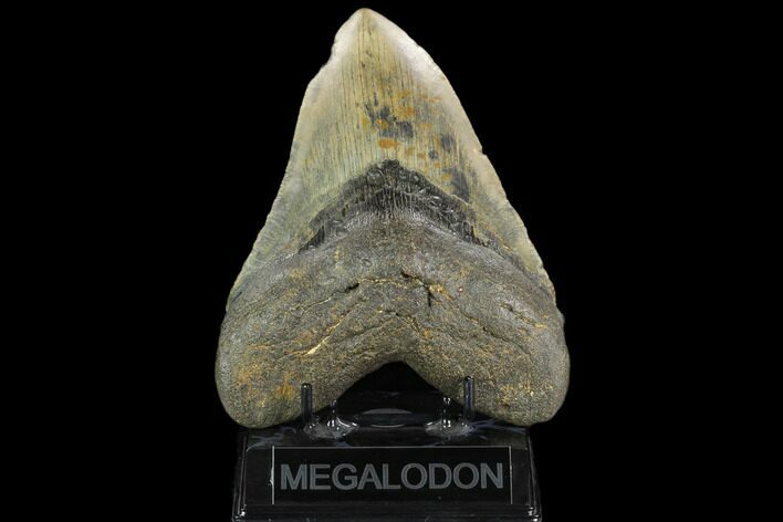 Giant, Fossil Megalodon Tooth - North Carolina #124557